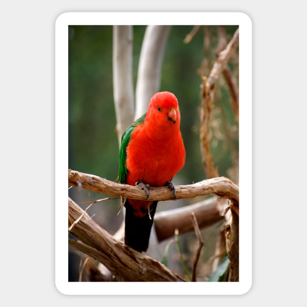 King Parrot Sticker by GP1746